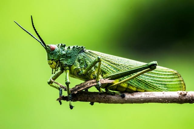 Les insectes en anglais : vocabulaire, exemples et quiz pour ne plus les confondre
